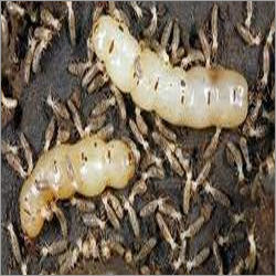 Construction Termite Treatment By ALL PEST SOLUTION