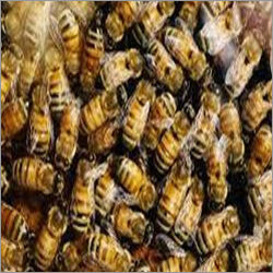 Honey Bees Pest Control Service