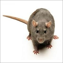 Rat Control Service By ALL PEST SOLUTION