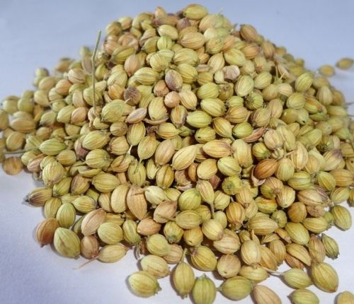 Eagle Quality Coriander Seeds Gujarat