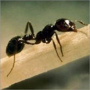 Ants Control Services - Expert Species Identification, Effective Colony Treatment | Affordable and Reliable Ant Management Solutions