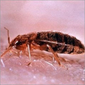 Bed Bugs Control Services By ANUBHAV AGRO CONSULTANTS