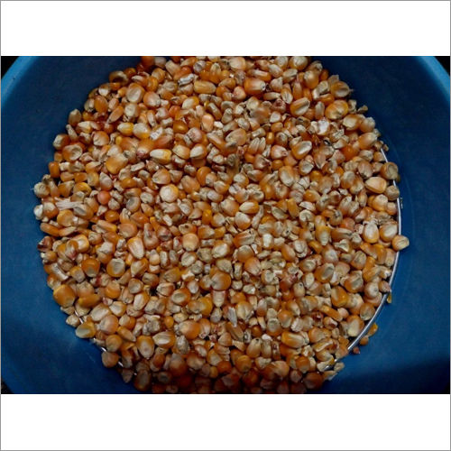 Maize Seeds