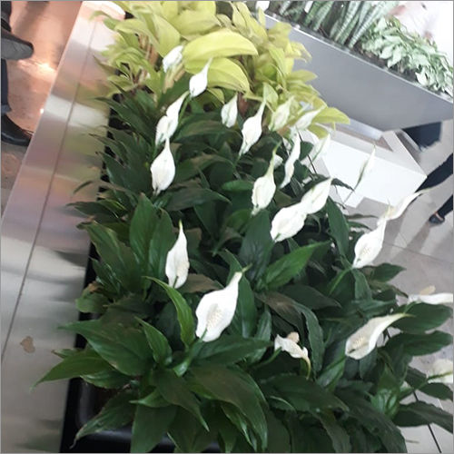 Natural Ornamental Decorative Plant