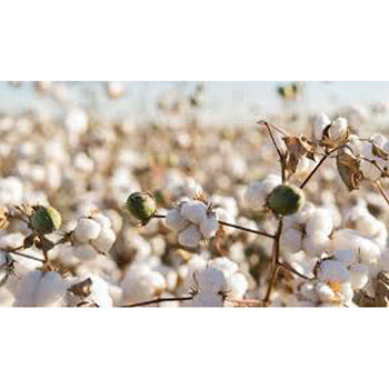 Farm Raw Cottons