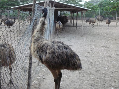 EMU Chicks