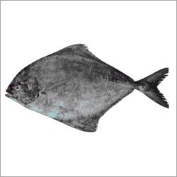 Black Pomfret