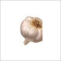 Regular White Garlic