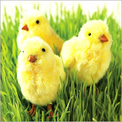 Poultry Chemicals