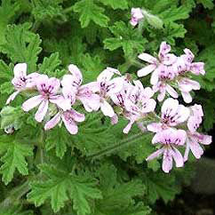 Geranium Oil