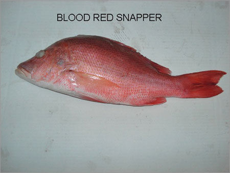 Blood Red Snapper