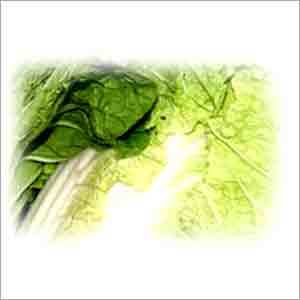 Chinese Cabbage Mesh Size: 20/20