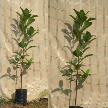 Artocarpus Heterophyllus (Panasa)