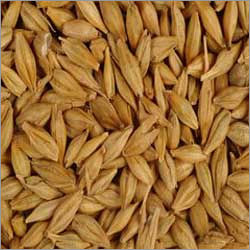 Barley Seeds - Hulled, 50 kg Bags | Proper Moisture Content, Clean Quality, Minimum Foreign Matter