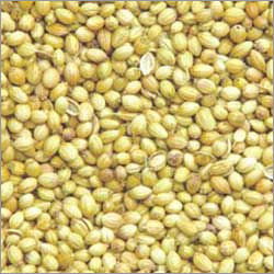 Coriander Seeds