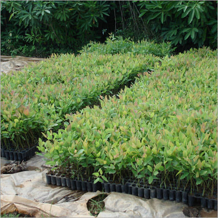 Eucalyptus Clonal Nursery