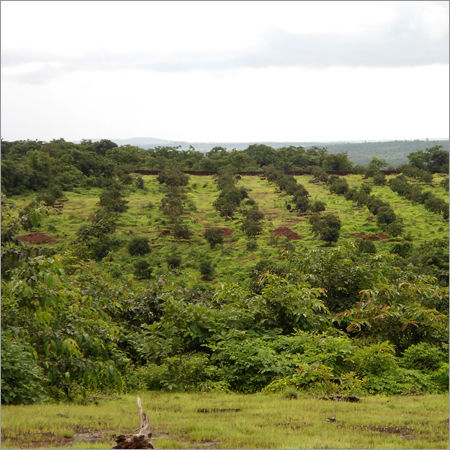 Fruits Tree Plantation Service