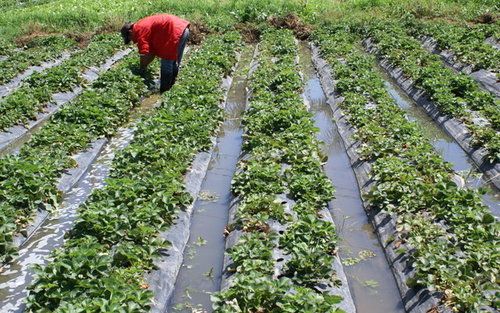 Strawberry Plants