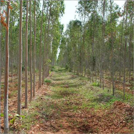 Eucalyptus Clonal Plant