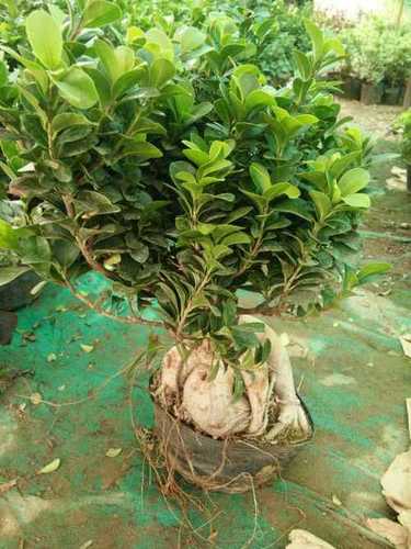 Green Ficus Bonsai Plant