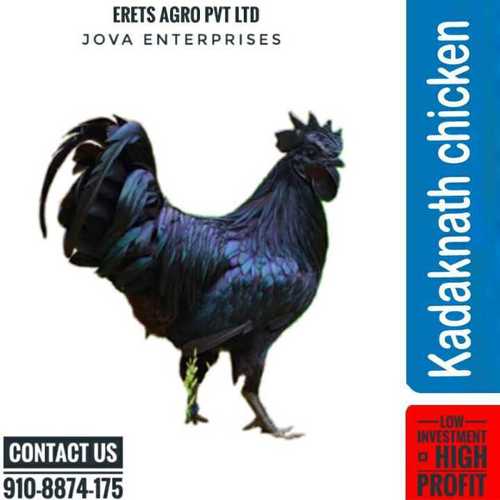 Kadaknath Chicken Farming