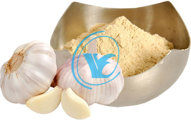 Dehydrated Garlic Powder - Color: White