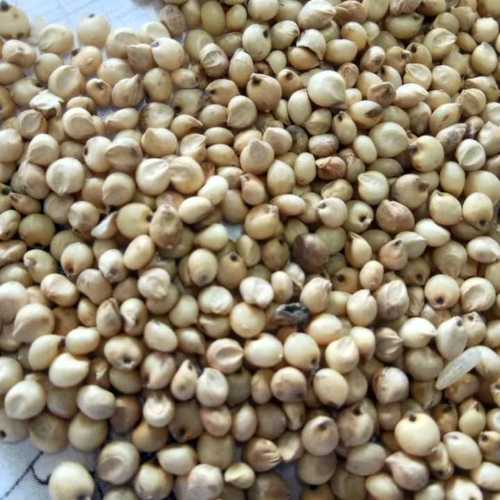 White Sorghum Seeds (Cholam)