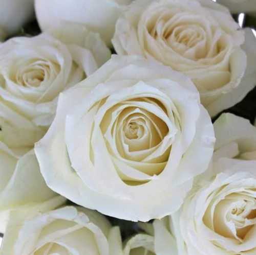 White Rose Artificial Flower