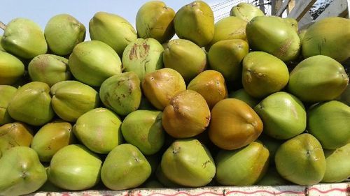 उच्च पोषण मूल्य हरा नारियल 