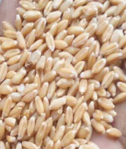 Organic Wheat For Cooking Admixture (%): 5