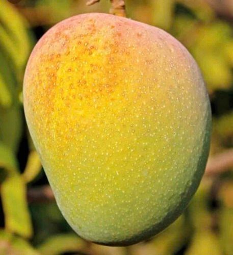 Pure Fresh Organic Mango Origin: India