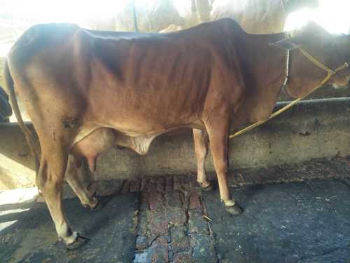 Domestic Young Sahiwal Cow