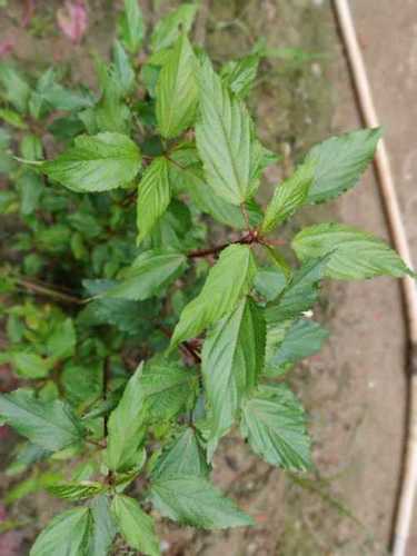 Hybrid Green Chirameera Saag Seeds