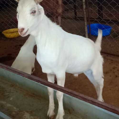 White Sojat Goat
