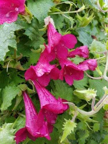 Creeping Gloxinia