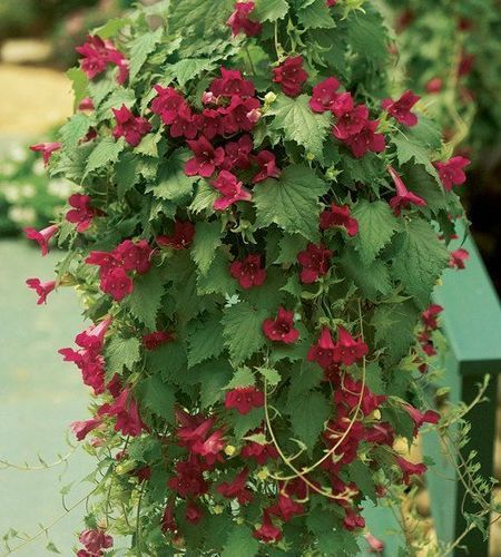 Creeping Gloxinia