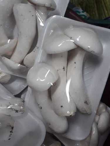 Fresh Organic Milky Mushroom