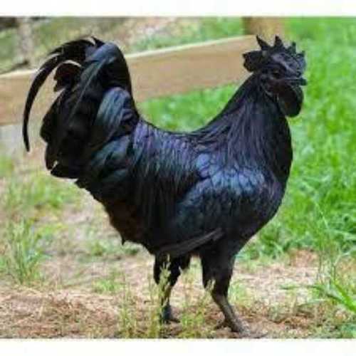 Kadaknath Pure Chicks And Adult Birds