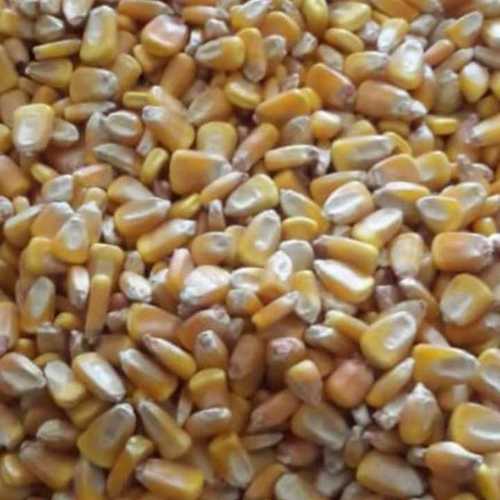 Maize For Animal Feed