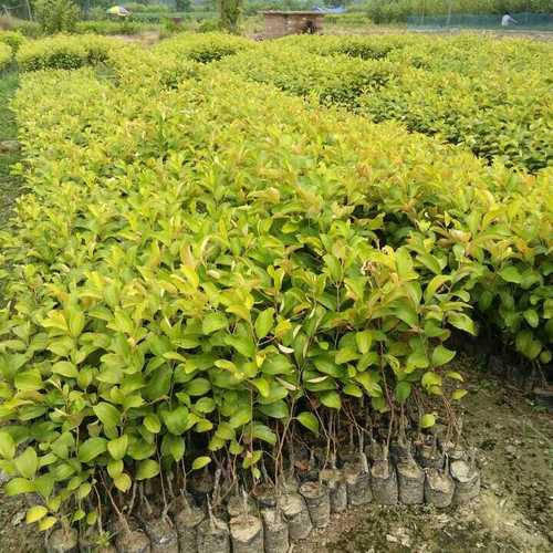 Thai Green Apple Ber Plant