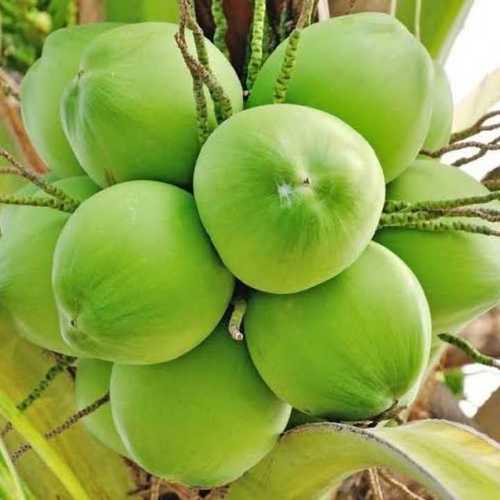 Fresh and Healthy Tender Coconut