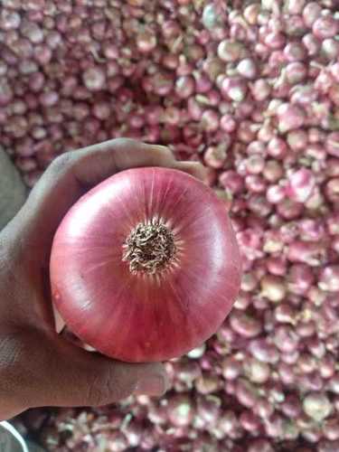Fresh Red Round Onions