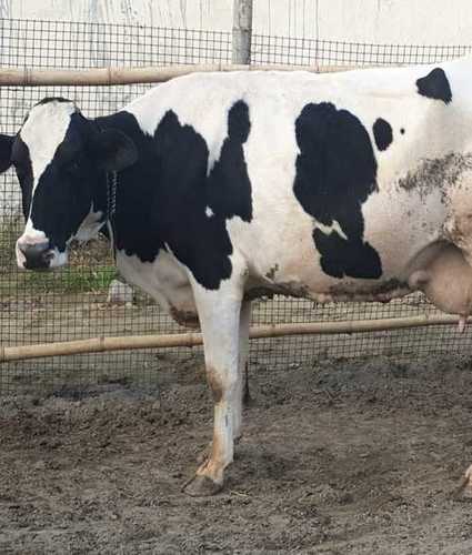 Hf Healthy Cow - Color: White And Black