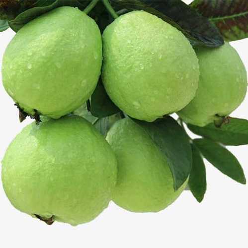 Green High Nutrition Fresh Guava