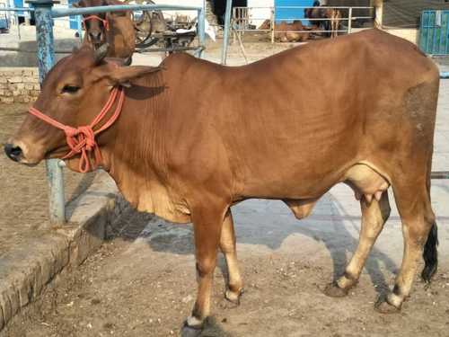 Healthy Sahiwal Cow For Dairy Farm