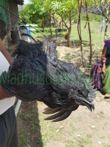 Pure Kadaknath Chicken