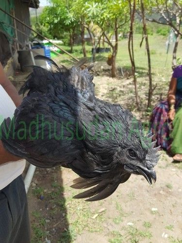 Jet Black Pure Kadaknath Chicken