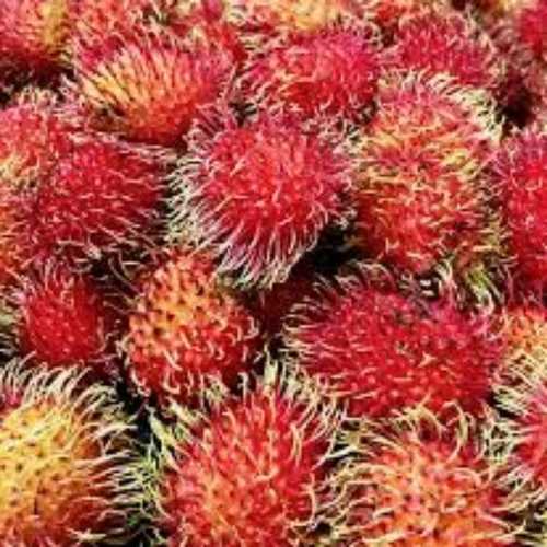 Common Red Fresh Rambutan Fruit