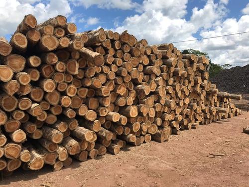Brazil Teak Wood Round Logs - $380/CBM