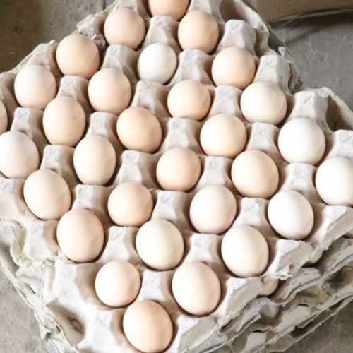 ताजा और स्वस्थ कड़कनाथ अंडा 